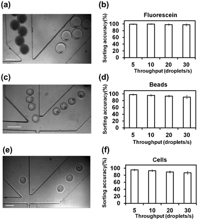 Droplet sorting based on emitted fluorescence. CCD camera images confirm that droplets containing (a) fluorescein; (c) fluorescent beads; (e) fluorescently stained HeLa cells were sorted into the collection channel (right). The scale bar is 100 μm. The sorting accuracy (i.e. the percentage of droplets being correctly sorted) in these three cases: (b) fluorescein; (d) fluorescent beads; (f) fluorescently stained HeLa cells, at various droplet throughputs (5–30 droplets s−1) is also shown. The flow rates of the aqueous phase and the oil phase were varied in the ranges of 0.05–0.5 and 2–10 μl min−1, respectively, in the experiment to achieve different droplet throughputs. The droplet diameter ranged from 30 to 120 μm (viewed in the channel). The experiments were conducted in triplicate. For each run, at least 2000 droplets were observed for calculating of the sorting accuracy.