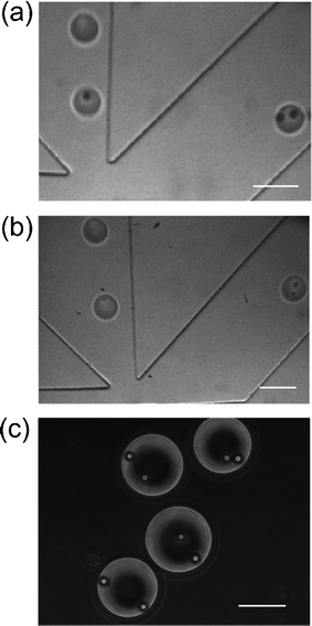 Camera images show that only two-particle droplets were sorted out from a mixed population. The droplets containing 0, 1, 3 particles flow into the waste channel (left) and droplets containing (a) two beads or (b) two cells are deflected into the collection channel (right). The droplets were generated with flow rates of 0.15 μl min−1 for the aqueous phase and 3.60 μl min−1 for the oil phase. (c) Uniformly two-bead droplets in the outlet reservoir of the collection channel. The droplets were generated under the flow rates of 0.27 μl min−1 for the aqueous phase and 2.10 μl min−1 for the oil phase. The scale bars represent 100 μm.