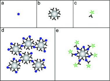 The building blocks of a bead-based immunoassay: The analyte (a), bead-immobilized capture antibodies (b) and fluorophore-labeled tracer antibodies (c). The two bead-based assay formats that have been enhanced by ultrasound: the agglutination assay (d) and the fluorescence assay (e).