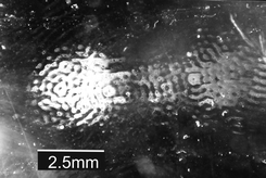 Device B in Table 1. Clumps of Bacillus subtilis var. niger (BG) spores adhered to a microscope slide coated with an anti-BG antibody. White areas are regions where spores have adhered to the surface. The slide formed a half wavelength thick (at 2.9 MHz) attraction surface over a 108 ml−1 suspension of spores, exposed to sound for 5 min. Pictured after the glass slide was removed from the chamber and washed. The figure is taken from Hawkes et al.48