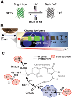 Reversible photoswitching and dynamic analysis of fluorescent proteins. (A) UV exposure induces formation of dark GFP isoforms and pI increase. (B) Microfluidic device for real-time monitoring of dynamic photoswitching in protein isoforms. (C) Sketch of avGFP chromophore and proton transfer. Figure reprinted with permission from Hughes et al.5 Copyright 2012 American Chemical Society.
