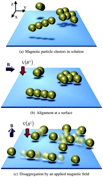 Schematic disaggregation of magnetic particle clusters. (a) Clustered groups of magnetic particles are present in solution and (b) are drawn to a physical surface by means of a field gradient. A horizontal magnetic field is applied to optimize parallel alignment of the clusters with the surface. (c) Application of a vertical magnetic field oriented orthogonal to the surface in combination with a field gradient results in breaking of the particle clusters by magnetic dipole–dipole repulsion.