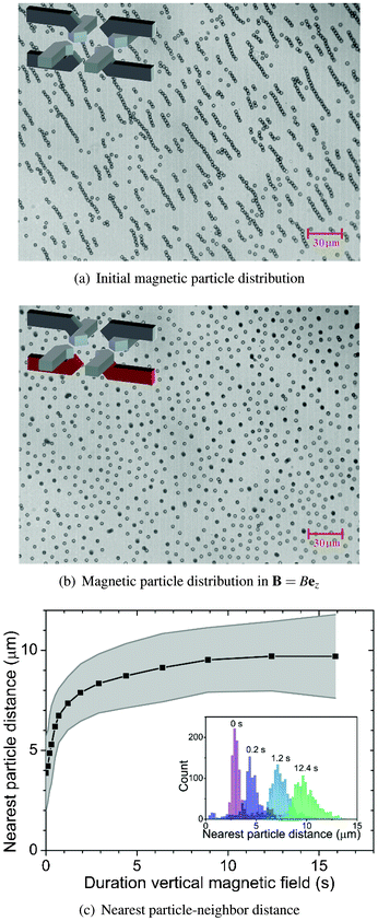 Controlling magnetic particle distribution using a vertical magnetic field (14.6 mT). (a) Initial magnetic particle distribution as the particles were introduced into the fluid chamber and allowed to sediment on the surface (t = 0 s). (b) After applying a vertical magnetic field, sedimented magnetic particles become vertically oriented dipoles and mutually repel each other (t = 12 s). (c) The average nearest neighbor distance calculated from ∼1000 particles is plotted against the field duration. The grey area indicates the corresponding standard deviation. The inset shows distributions of the nearest neighbor distances plotted at 4 different field durations.