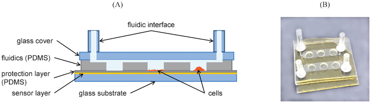 Microfluidic oxygen sensor chip. A) Schematic cross section of the chip assembly showing components of the sensor and fluidic layer (not to scale). The 3 cultivation wells illustrate a cell-free control chamber, a cell monolayer on fibronectin coated PDMS and a cell aggregate on uncoated PDMS. B) Photo of the actual cell–chip device with 2 individually addressable microfluidic channels and three O2-sensitive cell cultivation chambers on each side.