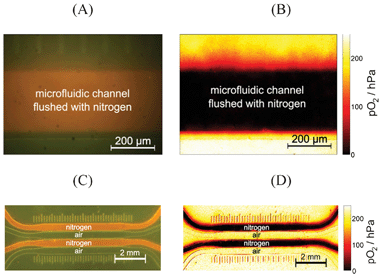(A) Microscopic color (original) image and (B) calculated oxygen image of one channel of a microfluidic chip, which is flushed with nitrogen. (C) Macroscopic color (original) image and (D) calculated oxygen image of four channels of the same microfluidic chip; the first and the third channel were flushed with nitrogen, while the other channels contained air.