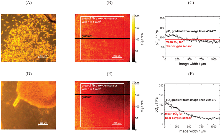 (A) Phase contrast and (B) pO2 image of HeLa cells forming a monolayer with marks for regions of interest for data evaluation. After overnight cell adhesion, the chip was rinsed with medium to replenish oxygen. Then the flow was stopped and after 1 h the images were taken to show cellular oxygen consumption. (C) shows the pO2 gradient of image lines 445–475 of image (B); mean pO2 over image area covering the area of an optical fiber is 91.5 hPa, while the detailed gradient from lines 455–475 ranges from 67.3 to 119.0 hPa; (D) phase contrast and (E) pO2 image of fibroblasts forming a cell cluster with marks for regions of interest for data evaluation. The images were taken 13 h after seeding the chip with fibroblasts. (F) shows the pO2 gradient of image lines 250–270 of the pO2 image; mean pO2 over image area covering the area of an optical fiber is 67.3 hPa, while the detailed gradient ranges from 24.0 to 120.0 hPa.