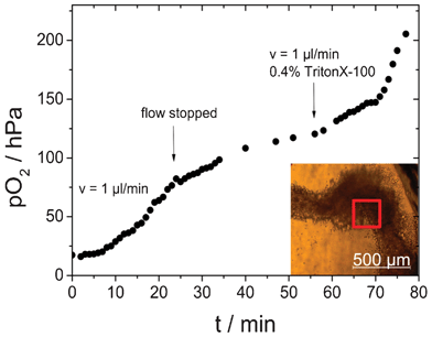 Oxygen imaging of HeLa cells over time; the microfluidic chip was flushed with 0.4% Triton X in medium. The curve shows the average pO2 of a region of interest (red square, 250 × 250 μm2) with high cell density.