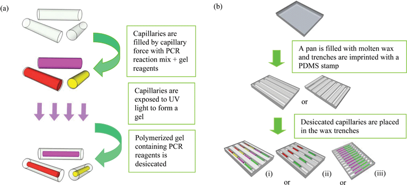 Procedure for making cassettes with capillaries: (a) steps for making capillaries: capillaries are cut to 6 or 7 mm in length, filled with PCR/gel reaction mix, exposed to the UV light for photo-polymerization, and desiccated to create a dried gel “noodle” inside the capillaries. (b) Steps for making cassettes: in an aluminium pan, wax is imprinted to create trenches with different arrangements for placing capillaries; (i)–(iii): examples of formats for assembly of capillaries with different primer sets and positive controls. Each color represents a capillary with a different set of primers. Each capillary holds from 6–7 microliters of mixture.