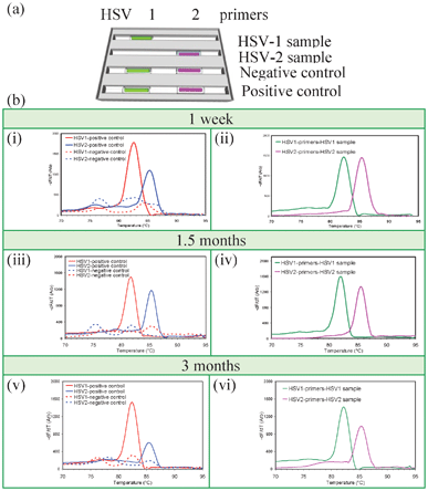 Long-term storage of vacuum-sealed desiccated gel cassettes. (a) Capillary arrangement. Capillaries in the first two trenches test samples for HSV-1 and HSV-2 while the third and fourth trenches contain negative and positive control capillaries. The first and second trenches were rehydrated with HSV-1 and HSV-2 samples, respectively, while the third and fourth trenches were rehydrated with water. (b) MCA data after storage for one week (i, ii), 1.5 months (iii, iv), and 3 months (v, vi). Real time quantitative PCR Cp values after one week, 1.5 month, and 3 months are 23.2, 23.5. and 21.4 for HSV-1 sample, 27.2, 26.5, and 26.0 for HSV-2 sample, 21.4, 20.3, and 19.8 for HSV-1 positive control, and 27.6, 27.3, and 27.2 for HSV-2 positive control, respectively, showing that stored reaction units were comparable for all time points, indicating equivalent amplification capabilities over the time.