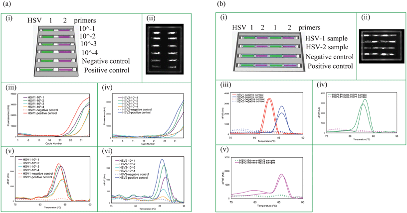 Test sensitivity and absence of cross-contamination. (a) Test sensitivity for detecting STIs in raw HSV positive genital swab samples (i) capillary layout. The cassette contains positive and negative controls. (ii) CCD image at 35th cycle of PCR, real-time PCR amplification curves: (iii) HSV-1 and (iv) HSV-2, MCA profiles: (v) HSV-1 and (vi) HSV-2 for different dilutions of the swab samples. (b) Absence of cross-contamination between capillaries with different primers: (i) capillary layout and the sample delivery information for a cassette with 4 trenches where each trench contains HSV-1 and HSV-2 test capillaries alternately placed. HSV-1 and HSV-2 samples were tested in trenches 1 and 2, respectively, while trench 3 is a negative control and trench 4 is the positive control. (ii) CCD image at 35th cycle of PCR, MCA curves: (iii) positive and negative controls-trenches 3 and 4, (iv) HSV-1 sample delivery to trench 1, and (v) HSV-2 sample delivery to trench 2. PCR products were also sequenced to confirm their identities. Real-time PCR data for each capillary is given in ESI, Appendix 4.