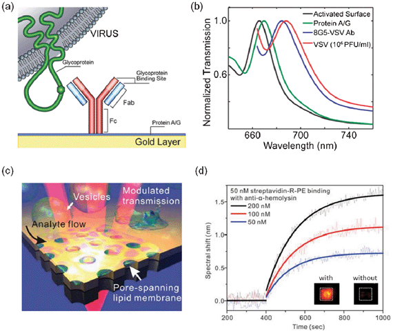 On-chip nanohole array based biosensing of viruses and toxins. (a) Schematic of the surface functionalization of the immunosensor reported by Yanik et al.80 for the detection of live viruses; (b) spectral shift obtained during the detection of intact viruses at concentrations of the order of 106 PFU mL−1.80 Adapted with permission from A. A. Yanik, M. Huang, O. Kamohara, A. Artar, T. W. Geisbert, J. H. Connor and H. Altug, Nano Letters, 2010, 10, 4962–4969. Copyright 2010 American Chemical Society; (c) schematic of the concept of a nanohole array sensor in free-standing gold-on-nitride films. The platform was used for sensing in a suspended lipid membrane environment through pore-spanning regions of the membrane, in analogy to biological membranes; (d) real-time kinetics measurements for 50 nM streptavidin labeled with R-Phycoerythrin (R-PE). The different curves correspond to the different concentrations of anti-α-HL antibodies. The insets show fluorescent images after binding of 50 nM streptavidin-R-PE with 100 nM anti-α-HL and to a negative control without α-HL.147 Adapted with permission from H. Im, N. J. Wittenberg, A. Lesuffleur, N. C. Lindquist and S.-H. Oh, Chemical Science, 2010, 1, 688–696. Copyright 2010 the Royal Society of Chemistry.