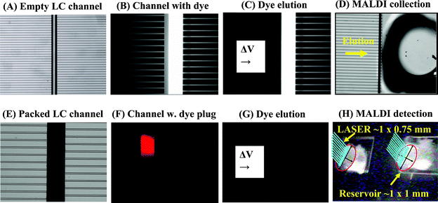 Visualization of sample elution from an LC separation channel interfaced through a series of microchannels to the MALDI collection reservoirs. (A) Empty LC channel; (B) LC channel filled with a fluorescent dye; (C) Dyeelution from the LC channel (EOF is generated from left to right); (D) Sample collection in the MALDI reservoir; (E) Packed LC channel; (F) Packed LC channel loaded with a plug of fluorescent Rhodamine dye (plug width ∼100 μm); (G) Channel after elution of the Rhodamine plug into the MALDI reservoir (no fluorescence); (H) MALDI-MS detection in the chip microreservoir.