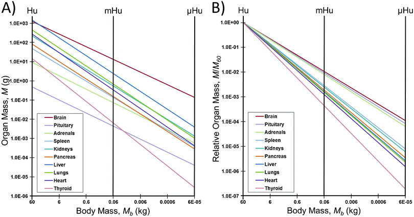 How allometric scaling might (mis)inform mHu and μHu scaling when known power laws12 are used to extrapolate from humans. A) Organ mass in grams. B) The mass of each organ relative to that for a 1.0 Hu. Note the range in allometric slopes for different organs, and that a 106 reduction in body mass leads to only a 104 reduction in the mass of the brain, pituitary, and adrenals, leading to a μBrain with twice the mass of the μHuman.