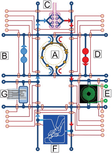 A concept drawing of a four-organ μHu (Homo chippiens). A) An on-chip peristaltic ventricular assist, B) Right heart, C) Lung, D) Left heart, E) Liver (courtesy of Kapil Pant), F) Peripheral circulation118 (courtesy of Kapil Pant), G) Microchemical analyzer of metabolic activity.119 The system would operate on a single microfluidic chip, with on-chip pneumatic valves controlling system functions and connections.