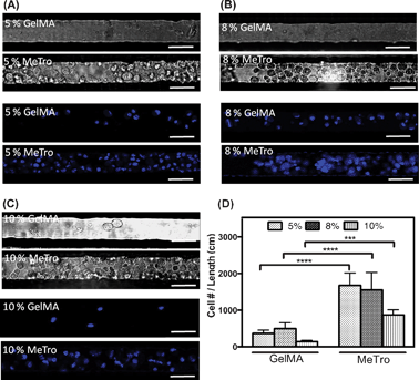 CMs attachment inside 50 μm wide microfluidic channels coated with GelMA and MeTro, using (A) 5, (B) 8, and (C) 10% (w/v) prepolymer solutions, 3 h after seeding. Phase contrast images are shown in top panels and fluorescence images from 4′,6-diamidino-2-phenylindole (DAPI)-stained cell nuclei are shown in bottom panels (scale bar = 50 μm). (D) Cell densities, defined as the number of DAPI stained nuclei per cm of coated microchannels with MeTro and GelMA at varying prepolymer concentrations. Error bars represent the SD of measurements performed on 5 samples (***p < 0.001).