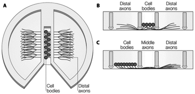 Schematic diagram of a Campenot chamber. (A) Top-view with cell-bodies in the center and axons spreading to the outer chambers by scratches in the surface or through vacuum grease. (B) Side-view of situation in A. (C) Alternative seeding possibility from the left chamber, so the middle part of the axons can be exposed to treatment, separately. Reproduced with permission, copyright 2005 Macmillan Publishers Ltd.102
