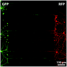 Fluorescent microscopy image of a compartmentalized microfluidic device in which two chambers are connected with micro-grooves of 7.5 μm × 3 μm × 900 μm. Neurons, from rat hippocampus, on the left produce Green Fluorescent Protein (GFP) and neurons on the right Red Fluorescent Protein (RFP). Such a system allows the investigation and manipulation of synapses between neurons. Reproduced with permission, copyright 2010 Elsevier.103