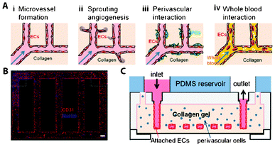 Gel-based 3D microvascular network made of collagen type-I gel. (A) Schematic representation of research possibilities on this platform. (B) Fluorescent microscopy image of human umbilical vein endothelial cells (HUVEC) on the walls of the gel-based networks, stained for the nuclei (blue) and CD31 (red), an angiogenic marker. (C) Schematic side-view representation of the microvascular networks. Reproduced with permission, copyright 2012 National Academy of Sciences, USA.132