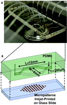 High-throughput screening platform for cell–biomaterial interactions, using parallel microfluidic chambers with different inkjet printed materials. (A) Photograph of the microfluidic platform, depicting multiple chambers. (B) Schematic representation of a single chamber with printed micropatterns. Reproduced with permission, copyright 2012 Elsevier.152