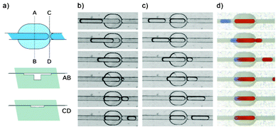 Architecture of the metering trap (a) and micrographs illustrating its operation. b) When a droplet of length larger than the length of the trap passes through, the metering trap locks a well defined volume (length) while releasing the excess volume of the droplet downstream. c) When a droplet flows through a filled trap the two droplets merge, exchange masses and the trap releases the excess volume leaving again just a volume precisely defined by the geometry of the trap. d) Micrographs illustrating the mass exchange between two dyed droplets. After the excess volume is released the trapped droplet is mixed via circulation induced by the flow of the continuous phase. Note, that since the trap has a barrier only on one end, by reversing the flow the droplet can be released for further processing. The width of the straight segments of the channel is 400 μm.