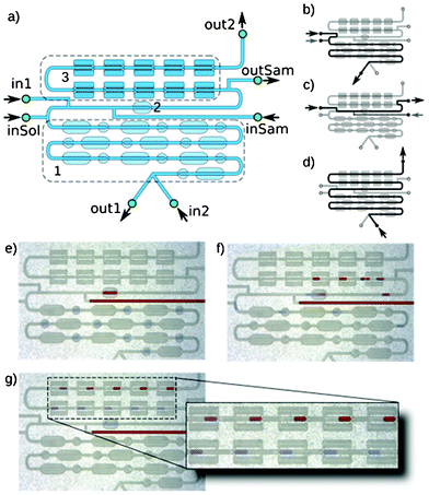 Serial dilutor. a) Schematic layout of the device: 1) the array of 10 small metering traps with delay traps (the longer ones) between them, 2) one metering trap used as a dilutor, 3) the array of 10 lock&shift traps; inSam – inlet for the sample; inSol – inlet for the solvent; in1 and in2 – inlets of the continuous phase liquid; out1, out2, outSam – outlets. b)–d) Schematic diagrams of consecutive operations on the device: b) flow of continuous phase between in1 and out1 is switched on, meanwhile a portion of solvent is injected through inSol which leads to the generation of droplets of solvent in 10 metering traps; c) only flow of continuous phase from in1 to outSam is switched on, meanwhile an amount of sample is injected through inSam which results in generation of a droplet of sample in the trap (2). e)–g) Snapshots of the working device: e) device with prepared droplets of solvent (10 small blue droplets) and one droplet of the sample (the large red droplet in the dilutor (2)); f) working device; g) final static array of droplets with varying concentrations. The width of the straight segments of the channel is 400 μm.