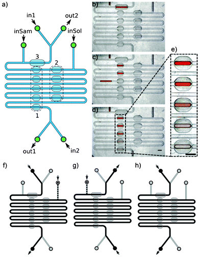 DOMINO device. a) Schematic view of the device: (1) metering traps; (2) merging trap; (3) single metering of the double length; inSam – inlet of a sample; inSol – inlet of a solvent; in1 and in2 – inlets of the CP; out1 and out2 – outlets of the CP. b)–d) Snapshots of the working device: b) device with prepared droplets of solvent and sample; c) working device; d)–e) final static array of droplets with descending concentration. f)–h) schematic diagrams of consecutive operations on the device. The scale bars are 1 mm.