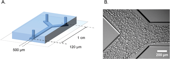 Microfluidic device for defined engineering of vascular structures. A. Schematic overview of the polydimethylsiloxane–glass device showing the dimensions and geometry of the microchannel. B. Bright field micrograph of the cell suspension inside the microchannel, one hour after seeding.