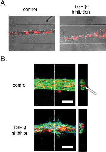 Organization of human embryonic stem cell-derived pericytes and endothelial cells in vascular structures. A. Combined bright field and epifluorescence images. Embryonic stem cell-derived pericytes are labeled with the general cell label PKH-26 (red). Channels are 500 μm wide. B. Confocal fluorescence microscopic analysis of three-dimensional structure. Vascular structures were labeled with antibodies against PECAM-1 (green) and the nuclear dye, DAPI (blue). The pericytes were pre-labeled with the general cell label PKH-26 (red). Left: projection of maximum intensity in the z-direction gives a general overview of the structures. Scale bar: 100 μm. Right: y–z projections of the vascular structures. Dashed lines denote the sections in the respective planes. Arrow denotes lumen in control structure.