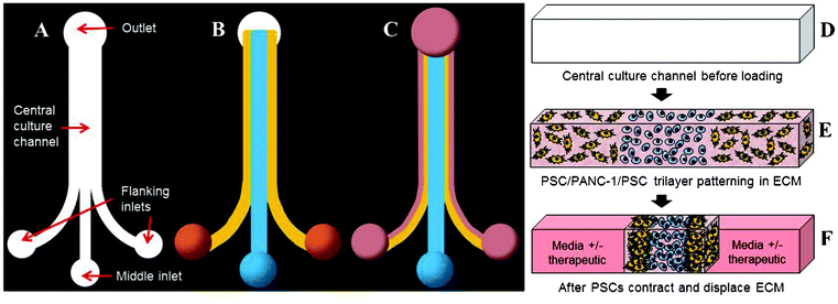 Design and operation of the microfluidic device. Depicted is the entire topography of an empty device (A), a device after trilayer patterning (B), and a contracted trilayer culture with media (pink) added (C). Three cell-ECM droplets are placed on the inlet ports and simultaneously drawn into the central culture channel from the outlet. Three distinct layers are patterned on the basis of laminar flow and polymerized in situ. Following ECM contraction, space devoid of cells-ECM is created on each side of the trilayer and becomes filled with media to maintain, manipulate, and analyze the culture. This process of culture establishment is also depicted in cross-section (D–F).