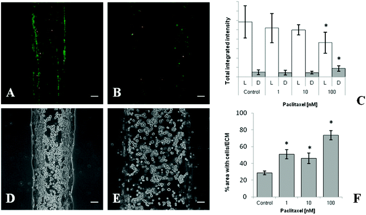 Response of the PDAC microenvironment model to paclitaxel treatment. Representative LIVE/DEAD® images of trilayer culture region after 48 h treatment with (A) 0.1% DMSO vehicle control and (B) 100 nM paclitaxel. (C) Brightness analysis of LIVE/DEAD® signal after increasing concentrations of paclitaxel treatment. Representative images showing structural integrity of the trilayer culture region after 48 h treatment with (D) 0.1% DMSO vehicle control and (E) 100 nM paclitaxel. (F) Quantified cell/ECM area as an indication of trilayer compactness. Each data point represents the mean ± standard deviation for three independently treated cultures, * p < 0.05 vs. control. Scale bars represent 100 μm.