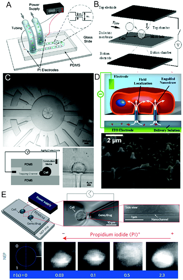 Channel geometry variation and constriction structures. (A) Schematics of a volume-scalable flow-through electroporation chip containing a number of alternating wide and narrow sections based on a constant voltage.129 Reproduced with permission from ref. 129. Copyright 2010 Elsevier. (B) Schematics of a microhole structure in a silicon nitride dielectric membrane located between two electrodes for flow-through single-cell electroporation.141 Reproduced with permission from ref. 141. Copyright 2003 Elsevier. (C) Images and schematics of an array of narrow lateral channels for cell trapping and localized single-cell electroportion.147 Reproduced with permission from ref. 147. Copyright 2005 The Royal Society of Chemistry. (D) Schematics and SEM image of the intimidate contact between a cell and nanostraws.155 Reproduced with permission from ref. 155. Copyright 2013 American Chemical Society. (E) Top: schematics and images of a nanochannel electroporation chip and a cell positioned at the tip of the nanochannel. Bottom: fluorescence images of cell uptake of PI dye after nanochannel electroporation. The rapid increase in fluorescence indicated that dye transport was not dominated by diffusion.153 Reproduced by permission from ref. 153. Copyright 2011 from Macmillan Publishers Ltd.