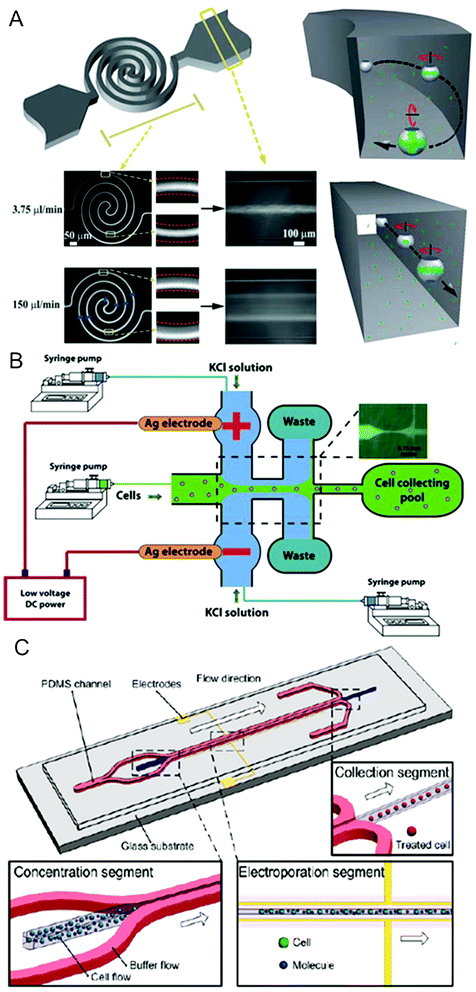 Hydrodynamics-enhanced electroporation. (A) Left: schematics of a flow-through electroporation chip featuring a spiral-shaped electroporation channel and two wide channels, and overlay fluorescent images of SYTO 16 stained cell migration at different flow rates on the chip. Right: proposed models of cell electroporation occurred in spiral (top) and straight (bottom) channels.26 Reproduced with permission from ref. 26. Copyright 2010 The Royal Society of Chemistry. (B) Schematics and fluorescent image of an electroporation chip based on hydrodynamic focusing under low dc voltage.157 Reproduced with permission from ref. 157. Copyright 2010 Springer. (C) Schematics of an electroporation chip that separated the cell suspension from the electrodes by hydrodynamic focusing.158 Reproduced with permission from ref. 158. Copyright 2011 American Chemical Society.