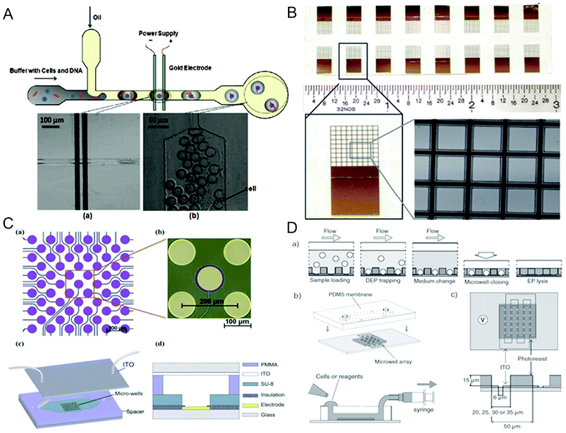 Compartmentalized electroporation. (A) Top: schematics of a droplet-based microfluidic electroporation chip. Bottom: images of (a) cell-containing droplet flowing through the two Au planar electrodes and (b) droplets after electroporation.57 Reproduced with permission from ref. 57. Copyright 2009 American Chemical Society. (B) 16 SU-8 nine-by-nine microwell arrays on an ITO glass.164 Reproduced with permission from ref. 164. Copyright 2012 The Royal Society of Chemistry. (C) Top: schematics and image of an individually addressable circular microelectrode array on a glass substrate. Bottom: schematics of the cell arraying-assisted electroporation chip featuring SU-8 photoresist microwell structures aligned with the microelectrode array and a plate ITO electrode on top.83 Reproduced with permission from ref. 83. Copyright 2011 The Royal Society of Chemistry. (D) Top: Schematics of the procedure for single-cell trapping and electroporation within a microwell array. Bottom: Schematics of the microfluidic system containing a PDMS membrane with access holes on the SU-8 photoresist microwell array (left) and the alignment of the microwell array with ITO interdigitated electrodes (right).70 Reproduced with permission from ref. 70. Copyright 2011 Wiley.