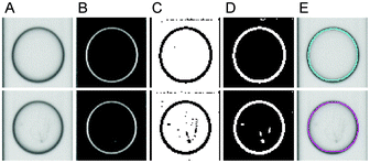 Image processing steps for droplet segmentation and growth classification. First and second rows show empty and colonised droplets, respectively. (A) Original images. (B) Applying the Difference of Gaussians and (C) binarisation by intensity thresholding. (D) Background subtraction and removal of small foreground objects. (E) Droplet classification using the number of detected hyphae thn and the hyphal sizes ths. The cyan and magenta circles indicate classification as empty and occupied droplets, respectively.
