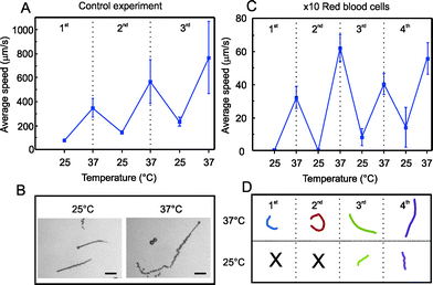 Temperature cycles for activation of microjets. A) Motion of microjets in PBS solution. B) Snapshots of microjets and bubble tails at 25 and 37 °C, respectively. Scale bar: 50 μm. C) Motion of microjets in suspensions of red blood cells 10× diluted: average speeds during 4 temperature cycles of 5 min each between 25 and 37 °C. D) Tracked trajectories (4 s) for the 4 cycles of representative microjets.