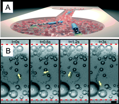 Microjets moving together with diluted blood in microfluidic chips. A) Sketch of the motion of microjets moving from one side to the other of the microchip. B) Optical microscope images of a microjet engine moving against the flow in a microfluidic channel with blood 10× diluted at 37 °C. Scale bar: 50 μm.