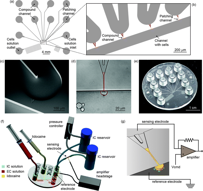 (a) Layout of the microfluidic device. (b) Close-up of the key part of the design with patching channel, channel for compound perfusion and channel for cell loading. (c) SEM micrograph of the Y-shaped patching channel connecting extra- and intracellular channels. (d) Optical microscope image of a captured HEK cell. Highlighted in red, the cell membrane is seen to protrude a distance of about 50 μm into the patching capillary shortly after being captured. (e) A single-use injection-molded device used for the experiments. (f) Illustration of the setup used for the recordings. The polymer device is connected to two intracellular solution reservoirs and then to the pressure controller. Ag/AgCl electrodes are connected to the head stage of the amplifier. Syringes are used to transport cells by convective flow from the inlet to the patch zone and to perfuse lidocaine through one of the lateral apertures, respectively. (g) Schematic of the patch clamping recording: a cell trapped to a lateral aperture. Electrodes are located across the orifice.