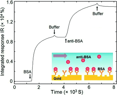 Real-time integrated sensor response upon BSA adsorption on the sensor surface and subsequent molecular binding between BSA and anti-BSA.