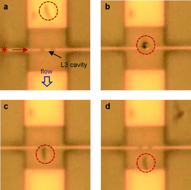 Snap shots of Movie 1 for a rod shaped vegetative B. subtilis, showing trapping by an L3 cavity. The cavity is centred in the photonic crystal, which is the central square in each picture. In (a) the bacterium (in the dashed circle) streams along with the flow, towards the cavity. In (b) the bacterium is trapped by the cavity at its front, where it was initially captured. The snap shot was taken at the moment the bacterium is oriented vertically, while flipping over in the flow. In (c) the bacterium is oriented along the stream lines, while being trapped at the cavity. By switching off the laser (d), the bacterium is released back into the flow. Due to diffraction limitations, the photonic crystal holes cannot be discerned. The contrast between bacteria and background has been enhanced for better visibility of the bacteria. Further details of this trapping event can be observed in Movie 1 in the ESI and are discussed in the text.