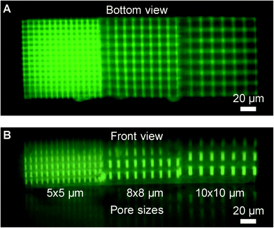 Fluorescence micrograph of a woodpile construct in an ibidi channel shown in (A) bottom view and (B) front view after cell analysis and regeneration with collagenase. Each construct consists of three 100 × 100 × 70 μm3 volumes with 5 × 5 μm, 8 × 8 μm, and 10 × 10 μm pore sizes, respectively. A reflection in the channel bottom is seen in the side view image. The construct microstructure is found to sustain multiple cell loading, cell analysis, and regeneration cycles without observable degradation.