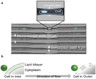 QD delivery into live cells. (a) Schematic of the microfluidic device, indicating the constrictions in the narrow microchannels. (b) Schematic of the QD entry into the cells. Figure adapted and reprinted with permission from Lee et al.5