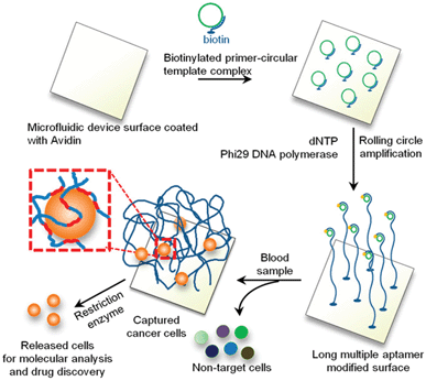 Schematic illustration of the generation of DNA-brush modified microfluidic surfaces for selective cell capture and release. Figure reprinted with permission from Zhao et al.9