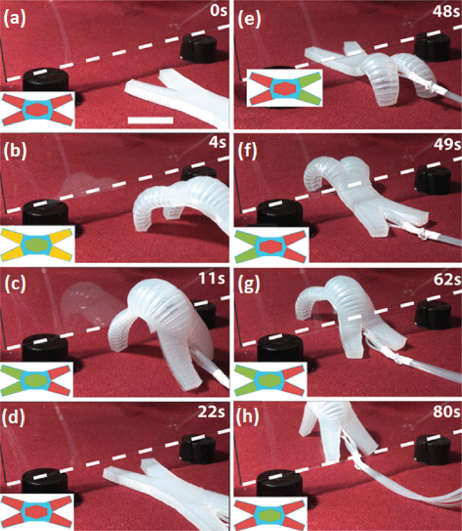 Four-legged soft robot made of layered elastomeric materials, with separate pneumatic networks embedded in the spine and each of the legs. (a)–(h) Pressurization/depressurization of these embedded networks in strategic sequences moves the robot, and enables the robot to pass under a vertical plate of glass raised 2 cm off the ground (bottom edge indicated by the dashed white line). Image reproduced from ref. 21.