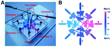 A schematic illustration of the hypoxia chamber used for screening cell–drug interactions in a hypoxic environment. (a) The device was cast in PDMS with two inlets that fed a series of concentric rings and serpentine channels to generate controlled environments in the terminal microchambers. (b) The design enabled five discrete concentrations in the hypoxic microchambers so that a range of antitumor drugs could be screened in parallel. Figure reprinted with permission from the Royal Society of Chemistry from Wang et al.3