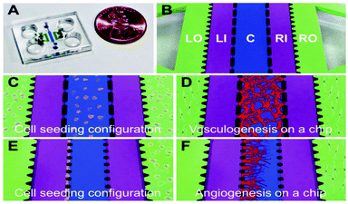 An image of the chip (A) and its structure (B): Central channel C; cell culture medium channels Left Inside, LI; Right Inside, RI; and two outside stromal cell culture channels Left Outside, LO; Right Outside, RO. (C, D) Cell-seeding configuration for the vasculogenesis experiment with ECs embedded in a 3D fibrin matrix inside the central channel, and fibroblasts within fibrin matrices in the LO and RO channels. (E, F) Cell-seeding configuration for the angiogenesis experiment with ECs coated on the side of the central channel filled with fibrin matrix and fibroblasts in a fibrin matrix placed in the RO channel. Figure adapted and reprinted with permission from the Royal Society of Chemistry from Kim et al.1