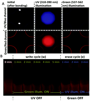 A schematic representation of a ‘write’ and ‘erase’ cycle by illumination and an example of an iPBLF application for automated operation of the microfluidic chip. (A) Fluorescence observation before and after UV and green light illumination. (B) Dynamic programming of iPBLF using green and UV light. The green illumination decreases fluorescence to ‘write’ and the UV illumination is used in the same region to ‘erase’ by reversing the effect. Figure adapted and reprinted with permission from the Royal Society of Chemistry from Ciftlik et al.10