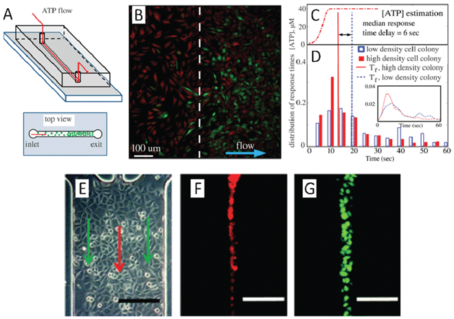(A)–(D) Quantification of spatiotemporal variation in the collective behaviour of fibroblasts. (A) Schematic of the microfluidic device used to investigate the role of gap junctions in the collective behaviour of cells. (B) A calcium fluorescent image captured while ATP solution flows through fibroblast cells of non-uniform spatial density (Red shows cell locations; Green describes Fluo-4 calcium indicator). (C) The temporal profile of ATP concentration estimated from fluorescent intensity of the fluorescein solution recorded above the cell monolayer in the same flow conditions for both high and low density populations of cells. (D) Quantitative analysis of ATP stimulation response of individual cells in colonies with different densities. (E)–(G) Hydrodynamic flow based dye loading over confluent cells. (E) Three inlet channels merge into a main channel to form a three-stream laminar flow as indicated by the arrows. (F) The red fluorescent solution (DiI dye) is well defined in a stream with sharp concentration boundaries, minimizing the transverse diffusion between flow streams. (G) Cells in a specific column are exposed to membrane permeable fluorescence dyes (calcein/AM) under continuous flow. Using this experimental setup, dye transfer dynamics via gap junction can be quantitatively monitored by time-lapse fluorescent microscopy and the extent of dye spread and effective diffusivities can be evaluated (scale bar: 200 μm). Images reproduced from ref. 16 and 19.