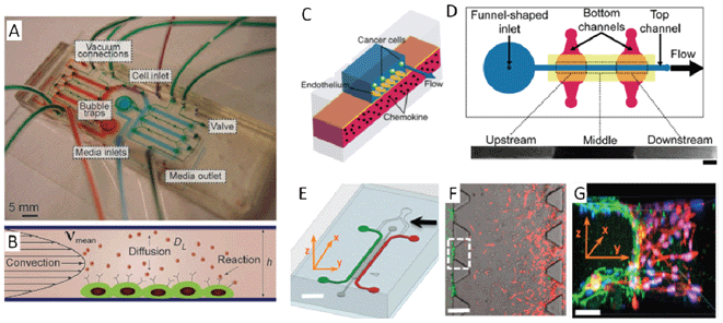 (A)–(B) Perfusion chip integrated with on-chip valves and pumps for the investigation of autocrine and paracrine loops. (A) The image shows a valve-based microfluidic perfusion device in which the upper pneumatic control layer is in green, while the culture chambers are in red and blue. (B) The schematic describes this device which can fine tune the convection, diffusion, and reaction. (C)–(D) Microfluidic vasculature enables the study of cancer and endothelial cell interactions under controlled conditions. (C) The schematic shows that the construction of the microfluidic vasculature which is made by sandwiching a thin, porous polyester membrane between the top and bottom PDMS layers. Chemokines diffuse through the membrane and activate the endothelium from the basal face while the cancer cells flow through the top channel. (D) The top view of the microfluidic device showing the funnel-shaped inlets, flow direction in the top channel, and the design of region-specific chemokine stimulation. When both lower channels were filled with fluorescent dye solution, HDMECs overlying intersecting locations were labelled with the dye. The lower panel shows the spatially-restricted remainder of the fluorescent dye at 5.5 h after initial treatment (scale bar: 800 μm). (E)–(G) Three-dimensional hydrogel matrix microfluidic device for tumour cell intravasation and endothelial barrier function studies. (E) Schematic of a microfluidic device to model the tumour–vasculature interface in three-dimensions. Fibrosarcoma and endothelial cells are separately loaded into the channels illustrated with red or green colours, respectively. The endothelial cells can be cultured to form a monolayer of artificial vasculature. (F) Fibrosarcoma cells (red) invade through the three-dimensional hydrogel matrixes (gray) toward the endothelium (green). The white dashed square indicates an interface region of the three-dimensional hydrogel matrix (scale bar: 300 μm). (G) A three-dimensional constructed image of the tumour cells invading and adhering to the endothelium in the intravasation process (scale bar: 30 μm). Images reproduced from ref. 37, 53 and 69.