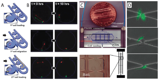 (A)–(B) One-to-one cell pairing and interaction studies with a hydrodynamic trapping microfluidic device. (A) A schematic showing the process of creating a heterotypic cell pair in isolated chambers by the hydrodynamic trapping method. A single mouse embryonic fibroblast cell (MEF) array is created by trapping each individual cell in small junctions located in the bottom of the chambers. Those cells are incubated so that they migrate away from the trapping junction toward the culture chamber. Then, mouse embryonic stem cells (mESC) can be trapped in the same way, but at different initial intercellular distances. MEF cell migration distance can be obtained through tuning of the incubation time of the MEF cell. (B) The three types of distance- and intercellular communication-dependent migration behaviour. Type 1 (top panel): the MEF and mESC show correlated migrations with close initial intercellular distance; Type 2 (middle panel): the MEF and mESC did not show any clear migration with intermediate initial intercellular distance; Type 3 (bottom panel): the MEF showed random migrations and the mESC did not migrate with far initial intercellular distance. (C)–(D) Homotypic or heterotypic cell grouping and interaction investigation in a dielectrophoretic-based microfluidic device. (C) The fabrication of a dielectrophoretic-based microfluidic device includes a PDMS channel network (blue) and a glass substrate patterned with an array of sharp, triangular ITO electrodes (bottom panel). The electric field can be sharply focused around the tips of the triangular electrodes so that the cells are pulled down and positioned at each tip. Single cells can be trapped with approximately 77% efficiency at the electrode tips. (D) Images of a patterned HUVEC–HUVEC pair (top panel), a HUVEC–A549 pair (middle panel), and a single HUVEC cell (bottom panel) after culturing for 4 h. Images reproduced from ref. 71 and 81.