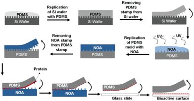 Creation of a bioactive surface using a lift-off approach by PDMS and NOA replicates from a Si wafer.